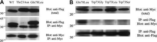 Fig. 3. Interaction of the SHD domain of Mlph with Rab27a WT and mutant proteins. / pFlag-CMV4-Rab27a-WT or -mutants and pMyc-cDNA3.1-SHD-Mlph were cotransfected into 293T cells and their association was analyzed by immunoprecipitation with anti-Myc antibody one day following transfection. (A) Coimmunoprecipitated Flag-Rab27a-WT or-mutant detected by anti-Flag tag antibody (IP: anti-Myc; Blot: anti-Flag). The size difference observed between WT and mutant Rab27a proteins results from the different restriction sites used for their respective cloning. The same blot was then stripped and reprobed with anti-Myc antibody to ensure that the same amounts of pMyc-SHD-Mlph proteins had been loaded (IP: anti-Myc; Blot: anti-Myc). The top panel indicates the total expressed Flag-Rab27a (1:100 volume of the reaction mixture) used for immunoprecipitation. The positions of the markers (× 10−3) are shown on the left. (B) Coimmunoprecipitated pMyc-SHD-Mlph detected by anti-Myc tag antibody (IP: anti-Flag; Blot: anti-Myc). The same blot was then stripped and reprobed with anti-Flag antibody to ensure that the same amounts of Flag-Rab27a-WT or -mutant proteins had been loaded (IP: anti-Flag; Blot: anti-Flag). The top panel indicates the total expressed pMyc-SHD-Mlph (1:100 volume of the reaction mixture) used for immunoprecipitation.