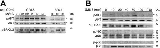 Fig. 2. CD40 induces phosphorylation of AKT and ERK in a dose- and time-dependent manner. / Serum-starved MM.1S cells were activated by CD40 by incubation with anti-CD40 mAb (G28.5 or 626.1) at the indicated concentrations for 15 minutes (A) or with G28.5 (2 μg/mL) for 0 to 240 minutes (B). Samples were collected and analyzed by Western blotting with antiphosphorylation-specific Abs. Detection of total AKT on the same blots was used to demonstrate equal loading of samples. Lysates were also probed for pJNK and p38 using specific antiphospho Abs.