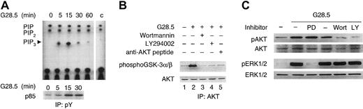 Fig. 3. CD40 triggers AKT activities via PI3K activation. / (A) Serum-starved MM.1S cells were activated by CD40 with 2 μg/mL G28.5 anti-CD40 mAb and collected at indicated time intervals. PI3K kinase assay was performed using equal amounts of lysates immunoprecipitated with antiphosphotyrosine 4G10 mAb, and immunocomplexes were assayed for the ability to phosphorylate PIP2. Equal amounts of PI and PIP2 produced in each sample demonstrate a specific induction of PI3K by CD40 activation. Control (c) indicates a PI3K kinase assay performed on protein A alone. (B) Serum-starved MM.1S cells, with or without pretreatment with PI3K inhibitors Wortmannin (0.2 μM) and LY294002 (30 μM) or anti-AKT peptide (16 μg/mL), were incubated with 2 μg/mL G28.5 anti-CD40 mAb for 30 minutes. Cell lysates were prepared from each sample and immunoprecipitated with an anti-AKT Ab with (lane 5) or without (lanes 1-4) competitor peptide. Kinase activity was measured with GSK-3α/β as a substrate and visualized by Western blotting with an antiphospho GSK-3 antibody, according to manufacturer's protocol. Western blotting with an anti-AKT Ab (lower panel) served as a loading control. (C) Serum-starved MM.1S cells, with or without pretreatment with indicated inhibitors, were activated by CD40 as described in “Materials and methods.” Cells were collected 30 minutes following CD40 activation, and cell lysates were prepared and subjected to Western blotting using anti-pAKT and anti-pERK Abs. Total AKT and total ERK were detected using anti-AKT and anti-ERK Abs on the same blots, demonstrating equal loading of each sample. PD indicates PD098959 (30 μM); Wort, Wortmannin (0.2 μM); and LY, LY294002 (30 μM).
