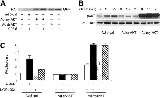 Fig. 5. AKT mediates CD40-induced MM cell migration in a PI3K-dependent manner. / (A) MM.1S cells were infected with Ad dnAKT or Ad myrAKT for 2 hours, and fresh medium was then added. Cell lysates from infected cells, with or without CD40 stimulation, were probed using an anti-HA mAb for Ad myrAKT and an anti-GFP Ab for Ad dnAKT. (B) MM.1S cell were transduced with indicated adenoviruses overnight and stimulated with G28.5 mAb for indicated time intervals. Total cell lysates were prepared and phosphorylation of AKT was detected. (C) Infected MM.1S cells were pretreated with or without LY294002 (30 μM) for 1 hour, and then seeded in the upper chamber in the transwell cluster plate. Transmigration assays were performed as described in “Materials and methods.”