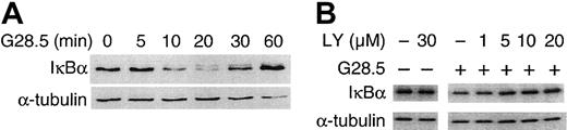 Fig. 6. CD40 induces NF-κB activation in a PI3K-dependent manner. / (A) Serum-starved MM.1S cells were stimulated with 2 μg/mL G28.5 anti-CD40 mAb, and total cell lysates were made at the indicated time points. Western blotting was performed using an anti-IκBα Ab. The same blot was stripped and probed for tubulin to confirm equal loading. (B) Serum-starved MM.1S cells pretreated with PI3K inhibitor LY (0-30 μM) were stimulated with CD40, and Western blotting using an anti-IκBα Ab was performed. Again immunoblotting with anti–α-tubulin served as a control loading.