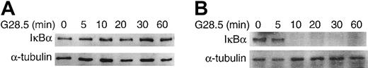 Fig. 7. Effects of Ad dnAKT and Ad myrAKT on CD40-induced IκBα degradation. / Adenoviruses expressing kinase-dead AKT (Ad dnAKT) (A) and constitutively active AKT (Ad myrAKT) (B) were transduced into MM.1S cells, followed by serum starvation for 2 hours. Serum-starved adenovirus-transduced cells were incubated with 2 μg/mL G28.5 anti-CD40 mAb, and collected at the indicated time points. Cell lysates were subjected to Western blotting using anti-IκBα, and with anti–α-tubulin mAb as a loading control.