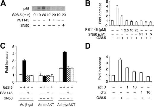 Fig. 8. Inhibition of NF-κB signaling blocks CD40-mediated MM.1S migration, which is dependent on transcription and new protein synthesis. / (A) Serum-starved MM.1S cells were pretreated with either 10 μM PS1145 for 90 minutes or 1 μM SN50 peptides for 30 minutes, and then incubated with 2 μg/mL G28.5 mAb for the indicated intervals. Nuclear extracts from each sample were prepared, and oligonucleotides containing the consensus binding sequence of NF-κB bound to agarose beads were used to pull down nuclear NF-κB. The resulting samples were analyzed by Western blotting using an anti-p65 NF-κB Ab. (B) Serum-starved MM.1S cells were either left intact or pretreated with PS1145 and SN50 at the indicated concentration for 90 minutes and 30 minutes, respectively, and then added to the upper chamber in a transwell cluster plate for a transmigration assay. (C) MM.1S cells were transduced with Ad dnAKT, Ad myrAKT, or control Ad β-gal adenoviruses. Cells were preincubated with or without PS1145 (10 μM) and SN50 (1 μM), and a transmigration assay then performed triggered by G28.5 (5 μg/mL) anti-CD40 mAb. (D) Serum-starved cells were treated for 1 hour with act D or chx (1 and 10 μg/mL), and transmigration was then determined as described in “Materials and methods.” Data are the mean ±SD of triplicate determinations. Similar results were obtained in at least 2 additional experiments.