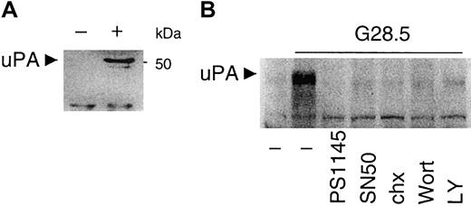 Fig. 9. CD40 stimulates uPA secretion, which is blocked by PI3K and NF-κB inhibitors. / (A) Media from untreated (−) and CD40-activated (+) MM.1S cells cultured in serum-free medium for 12 hours were collected and concentrated as described in “Materials and methods.” Secretion of uPA was detected by Western blot analysis with an anti-uPA mAb. (B) Media from untreated or CD40-activated MM.1S cells, in the presence or absence of PI3K inhibitors (0.2 μM Wortmannin, Wort; 30 μM LY294002, LY), NF-κB inhibitors (10 μM PS1145; 1 μM SN50), or 5 μg/mL chx for 48 hours, were concentrated for assay of uPA secretion as described in “Materials and methods.”