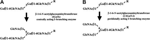Fig. 1. Structures of the I and i antigens and their biosynthetic pathways. / The structure of the i antigen determinant is a linearN-acetyllactosamine unit repeated, and that of the I antigen determinant is a branched poly-N-acetyllactosamine. Conversion of the i structure to the branched I structure is catalyzed by I-branching β1-6-N-acetylglucosaminyltransferase (IGnT). Centrally acting IGnT is illustrated in panel A, whereas peridistally acting IGnT (C2GnT-2) presented in panel B catalyzes the I-branching reaction using an acceptor substrate with the terminal structure GlcNAcβ1-3Galβ1-4GlcNAcβ1-R instead of Galβ1-4GlcNAcβ1-3Galβ1-4GlcNAcβ1-R.