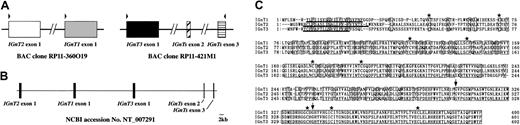 Fig. 2. Genomic organization and multiple amino acid alignments of IGnT and novel IGnT-homologous sequences. / (A) Two BAC clones containing novel IGnT-homologous sequences. 2 BAC clones, RP11-360O19 and RP11-421M1, are illustrated. Boxes represent exons. RP11-360O19 contains IGnT1-exon 1 and a sequence homologous to IGnT1-exon 1 (IGnT2-exon 1), and RP11-421M1 contains exons 2 and 3 of IGnT1 and another sequence homologous to IGnT1-exon 1 (IGnT3). Arrowheads above the exons indicate the positions of PCR primers designed in the present study. (B) Genomic structure of the human IGnT1, IGnT2, and IGnT3. These 3 genes are arranged as 3 exons contained within the sequence of NT_007291 from the chromosome 6 working-draft sequence segment. Nucleotides from 219 000 to 319 000 of NT_007291 are illustrated in this figure. NT numbers are assigned to and are guaranteed as the high-quality genome sequences by NCBI. A scale bar of 2 kb is presented at the right bottom corner. (C) Multiple amino acid sequence analysis of human IGnT1, IGnT2, and IGnT3. Identical residues are indicated by boxes. Putative transmembrane domains are underlined. The positions of conserved cysteines are indicated by asterisks, and the splicing sites are indicated by arrows.