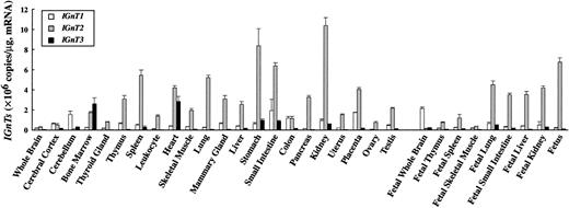 Fig. 3. Quantitative analysis of IGnT transcripts in human tissues by real-time PCR. / Standard curve for IGnTs was generated by serial dilution of each plasmid DNA. The expression level of IGnT transcripts was normalized to micrograms of mRNA. Data were obtained from triplicate experiments and are indicated as mean ± SD.