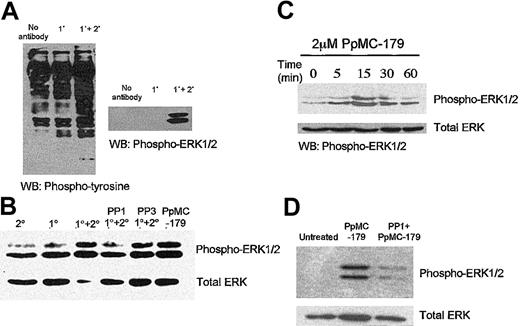 Fig. 1. Activation of intracellular signaling pathways in HDMECs via CD36. / The intracellular signaling pathways in HDMECs were activated via CD36 by the mAb OKM5 and a goat antimouse F(ab′)2 (A) and P falciparum peptide PpMC-179 (C). The activation of CD36 both by cross-linking with antibodies (B) or the parasite peptide (D) was inhibited by the selective Src-family kinase inhibitor PP1 but not the inactive analog PP3. WB indicates Western blot. 1° and 2° refer to primary and secondary antibody, respectively.