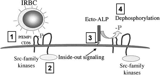 Fig. 7. Proposed model of the regulation of IRBC adhesion to CD36 on HDMECs under flow conditions. / The initial attachment of IRBCs to CD36 (step 1) leads to an Src-family kinase–dependent intracellular signal (step 2) that is responsible for increasing subsequent IRBC adhesion to CD36 by means of an ecto-ALP (step 3) that dephosphorylates and hence increases the binding affinity of CD36 for IRBCs (step 4).
