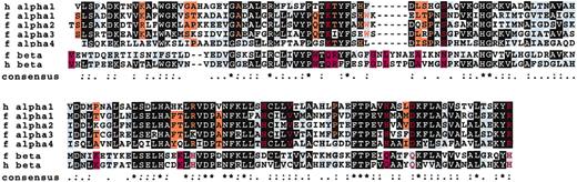 Fig. 1. Alignments of human and Fugu α- and β-globin proteins. / The (deduced) amino acid sequences of human (h) and Fugu (f) alpha and beta globins were aligned with the multalin program.21 The alignments are displayed with the aid of the boxshade program to illustrate the classification of theFugu proteins as α- or β-globins. Residues found specifically in α- or β-type globins are shown by color. The consensus line is for all 6 globins: . indicates moderately conserved residue; :, well-conserved residue; *, identical residue in all 6 globins.