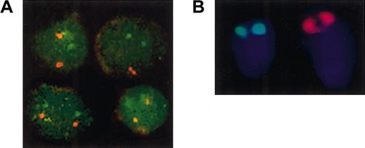 Fig. 2. Globin loci of the pufferfish F rubripes are located on different chromosomes. / (A) Nuclei were prepared from peripheral blood of adultFugu, fixed onto poly-L-lysine–coated slides and subjected to DNA-FISH with Fugu α- (red) and αβ-cosmid (green) probes. Four representative images, obtained by confocal scanning laser microscopy, are shown. The α- and αβ-cosmid signals are always clearly separated from each other. (B) Metaphase spreads of kidney cells isolated from colchicein-treated Fugu rubripesfingerlings were hybridized with Fugu α-cosmid (red) and αβ-cosmid (green) probes. Two chromosomes from one metaphase spread are shown. Both probes hybridize to the telomeric end of the p arm of one of the Fugu chromosomes. The chromosome with the red α-cosmid signal is much larger that the chromosome with the green αβ-cosmid signal. Original magnification × 100.