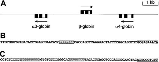 Fig. 3. The αβ-cosmid contains α- and β-globin genes. / Restriction mapping and Southern hybridization were used to determine the location of the β-globin gene, and an area of approximately 35 kb surrounding the gene was sequenced. BLAST searches and alignments revealed the presence of 3 putative globin genes. (A) The α3-, α4-, and β-globin genes are closely linked and directed in opposite transcriptional orientations. Arrows indicate the transcription start sites. Genes are shown as boxes with exons in black. (B) Promoter area of the α3-globin gene and (C) promoter area of the β-globin gene. The beginning of exon 1 is boxed. Putative TATA boxes and an inverted CACC motif are highlighted with a gray background.