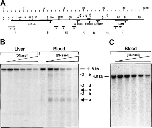 Fig. 4. DNaseI hypersensitive site mapping of the F rubripes αβ-globin gene domain. / (A) Features of the F rubripes αβ-globin gene domain and strategy for DNaseI hypersensitive site mapping. Arrows indicate the transcriptional direction of the genes. Restriction sites used to cut genomic F rubripes DNA are indicated: A,SacI; E, EcoRI; S, SphI; X,XhoI. The EcoRI sites were used to isolate the fragment for transgenesis. Probes for Southern hybridization were generated by PCR amplification and are labeled 1 to 7. Repetitive sequences are denoted by gray bars: T indicates homology with a human telomeric sequence (Z9627522); ?, unknown repetitive element with homology to yeast tRNA-met (AL121 795,); R, areas with multiple BLAST hits in the Fugu genome; R1, homology with reverse transcriptase/rex1 transposon.23 The positions of strong erythroid-specific hypersensitive sites are indicated by black arrowheads; weak hypersensitive sites are indicated by open arrowheads. (B-C) Examples of Southern blot analysis of DNaseI hypersensitive sites in F rubripes chromatin. Nuclei were isolated from the tissues indicated and treated with increasing amounts of DNaseI. DNA was purified, digested with the appropriate restriction enzymes, and subjected to Southern blotting. In panel B, the DNA was digested withSphI, and the blot was hybridized with probe 5. Strong hypersensitive sites coinciding with the promoters of the α3- and β-globin genes are indicated by arrows. Arrowheads indicate weaker sites. In panel C, the DNA was digested with SacI, and the blot was hybridized with probe 5. No hypersensitive sites are observed in blood, kidney, or liver (not shown).