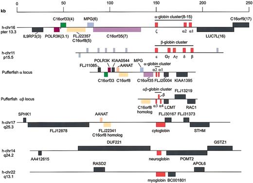 Fig. 5. Genes flanking human and pufferfish globin loci. / Schematic drawings of the globin loci in human and pufferfish genomes. The human α-globin locus serves as the reference locus and is drawn to scale; flanking genes referred to in the text are color coded. Nomenclature is according to Flint et al.10Key to the color code: magenta indicates POLR3K; green, C16orf33; light orange, C16orf8; lavender,MPG; purple, C16orf35; red, globins; and peach,AANAT. Other genes are represented by dark gray; odorant receptor genes in the human β-globin locus are represented by light gray.