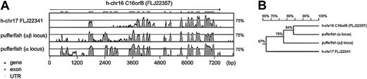 Fig. 6. Comparative analysis of C16orf8-related genes in pufferfish and human. / (A) C16orf8 homologs found in the pufferfish α- and αβ-loci, and the human cytoglobin locus on chromosome 17, were aligned with the C16orf8 gene of the human α-globin locus10 and visualized with the VISTA program. Because of the large size of the first intron, the alignment starts near exon 2. The graphs depict homologies between 50% and 100%. (B) Homology distance matrix of the proteins encoded by theC16orf8 homologues of pufferfish and human. FLJ22341 on human chromosome 17 has an N-terminal truncation. Therefore, the matrix was calculated using the part that all 4 proteins have in common—that is, aa 208 to 855 of FLJ22357; aa 1 to 619 of FLJ22341; aa 210 to 855 of the pufferfish α-locus homologue, and aa 212 to 855 of the pufferfish αβ-locus homologue.