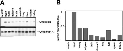 Fig. 7. Expression analysis of cytoglobin. / (A) RNA was isolated from the indicated organs derived from adult mice, and expression of cytoglobin was determined by RT-PCR. The number of PCR cycles was within the linear range of the reaction (not shown). (B) To quantitate the amplicons, the bands were scanned on a Molecular Dynamics Typhoon instrument (Sunnyvale, CA), and the relative expression levels of cytoglobin were calculated using cyclophilin A as a reference.