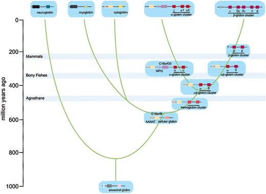 Fig. 8. Model for the evolutionary origin of human globin loci. / Based on phylogenetic analysis, a model for the evolution of the vertebrate globins has been proposed11 and provides the evolutionary time-scale for the model depicted here. Genes are color coded; stippled lines indicate physical lineage but uncertainty about the order of the genes, the presence of additional genes, or both. Gray bars indicate when bony fishes diverged from agnathans, amphibians diverged from bony fishes, and mammals diverged from reptiles.36