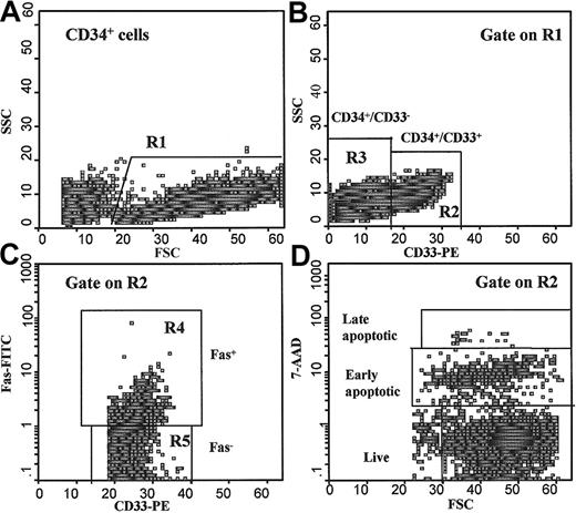 Fig. 1. Study of apoptosis in purified CD34+ cells. / (A) Scattergram of forward scatter (FSC) versus right-angle side scatter (SSC), to allow gating on CD34+ cells by excluding cell debris (R1). (B) Scattergram of anti-CD33 fluorescence versus SSC gated on R1 to allow gating on CD33+ (R2) or CD33− (R3) cells within the CD34+ (R1) cell fraction. (C) Scattergram of anti-CD33 versus anti-Fas fluorescence gated on R2, showing the Fas+ (R4) and Fas−(R5) CD34+/CD33+ cells. A similar scattergram gated on R3 allowed the quantification of Fas+ and Fas− CD34+/CD33− cells. (D) Scattergram of FSC versus 7-AAD fluorescence gated on R2, showing 7-AADbright (late apoptotic), 7-AADdim (early apoptotic), and 7-AAD− (live) CD34+/CD33+ cells. Similar scattergrams gated on R2+R4 or R2+R5 regions allowed the estimation of 7-AADbright, 7-AADdim, and 7-AAD−cells within the CD34+/CD33+/Fas+or CD34+/CD33+/Fas−subpopulations, whereas scattergrams gated on R3+R4 or R3+R5 regions allowed the estimation of 7-AADbright, 7-AADdim, and 7-AAD− cells within the CD34+/CD33−/Fas+ or CD34+/CD33−/Fas−subpopulations.