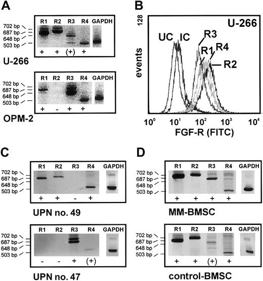 Fig. 5. Expression of FGF receptors 1 through 4 (FGF-R1-4) in myeloma and stromal cells. / (A) FGF-R1-4 expression in 2 myeloma cell lines (U-266, OPM-2) using RT-PCR. Note the FGF-R3 overexpression in OPM-2 cells. (B) Flow cytometric detection of FGF-R1-4 in U-266 myeloma cells stained by sandwich labeling using polyclonal rabbit antihuman antibodies directed against FGF-R1-4 and a goat antirabbit FITC-labeled secondary antibody. UC indicates unstained control; IC, isotype control. (C) FGF-R1-4 transcripts in purified marrow myeloma cells of representative patients. Note the FGF-R3 overexpression in the t(4;14)-positive MM patient (UPN no. 47). (D) Amplified FGF-R1-4 transcripts in marrow stromal cells from a representative myeloma patient (MM-BMSCs) and a control subject (control-BMSCs). The product size for each receptor isotype is indicated on the left. Glyceraldehyde-3-phosphate dehydrogenase (GAPDH) was used as a control for RNA integrity. + indicates transcript detectable by RT-PCR; −, no transcript detectable by RT-PCR.