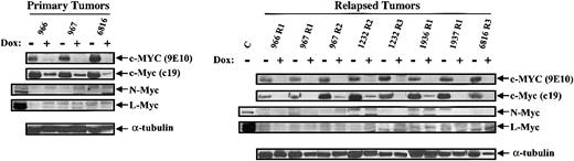 Fig. 3. Relapsed. / MYC-induced tumors are independent ofMYC expression. Western blot analysis showed the protein levels of human c-MYC and mouse endogenous c-Myc, N-Myc, and L-Myc in primary and relapsed MYC-induced tumors. Anti-MYC 9E10 antibody detects only the human c-MYC transgene. Anti-Myc c19 antibody detects the human c-MYC transgene and endogenous murine c-Myc. Anti-N-Myc OP13 and anti-L-Myc c20 antibodies detect only N-Myc and L-Myc, respectively. Results from 3 primary tumors are shown in the left panel, and results from the relapsed tumors are shown in the right panel.