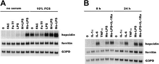 Fig. 2. Hepcidin mRNA is induced by IL-6. / Northern blots of human hepatocyte RNA were probed for hepcidin, ferritin H, and glyceraldehyde-3-phosphate-dehydrogenase (G3PD) mRNAs. (A) Hepatocytes were treated for 24 hours in the presence or absence of 10% FCS, with serum-free medium (0), ferric ammonium citrate (FAC), iron-saturated ferritin (Fe-Tf), lipopolysaccharide (LPS), 12.5% monocyte medium + LPS (M+LPS), and 12.5% monocyte medium conditioned by monocytes exposed to LPS (Mo-LPS). (B) Hepatocytes were treated for the indicated time with cytokines or Mo-LPS (12.5% monocyte medium conditioned by monocytes exposed to LPS), without or with IL-1 receptor antagonist (IL-1Ra).