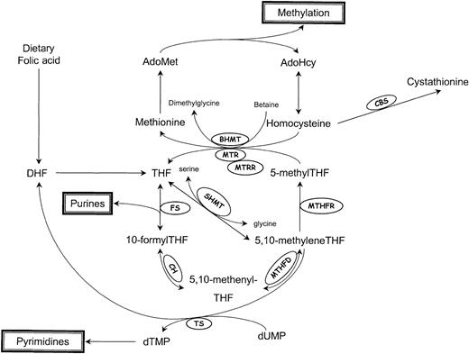 Fig. 1. Schematic representation of homocysteine/folate metabolism. / AdoMet indicates S-adenosylmethionine; AdoHcy, S-adenosylhomocysteine; DHF, dihydrofolate; THF, tetrahydrofolate; BHMT, betaine-homocysteine methyltransferase; CBS, cystathionine β-synthase; CH, 5,10-methenylTHF cyclohydrolase; FS, 10-formylTHF synthase; MTHFD, 5,10-methylenetetrahydrofolate dehydrogenase; MTHFR, 5,10-methylenetetrahydrofolate reductase; MTR, methionine synthase; MTRR, methionine synthase reductase; SHMT, serine hydroxymethyltransferase; and TS, thymidylate synthase.