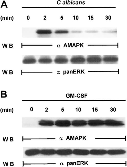 Fig. 1. Induction of MAPK/ERK activation by GM-CSF and. / C albicans. (A) Freshly isolated PMNs were pretreated with heat-killed C albicans at a PMN/C albicansratio of 1:10 for 0 to 30 minutes at 5 minutes at 37°C, and cell lysates were analyzed by immunoblotting with antiactive MAPK (upper panel) and then stripped and reprobed with anti-panERK to check for equal loading (lower panel). (B) PMNs, pretreated with GM-CSF (100 U/mL) at 37°C for 0 to 30 minutes, were lysed and sequentially probed for active-MAPK and anti-panERK. Results shown are representative of 3 separate experiments.