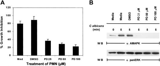 Fig. 2. Effect of PD098059 on PMN function. / (A) PMNs were pretreated with medium, DMSO, or increasing doses of PD098059 for 2 hours at 37°C prior to testing for their ability to inhibit the growth of C albicans using3H-glucose incorporation. Results shown are representative of at least 3 separate experiments. (B) PMNs, pretreated with various doses of PD098059 for 2 hours at 37°C, were mixed withC albicans for 0 to 5 minutes at 37°C. Cell lysates were then analyzed by immunoblotting with antiactive MAPK (upper panel) or anti-panERK to check for equal loading (lower panel). Results shown are representative of 5 separate experiments.