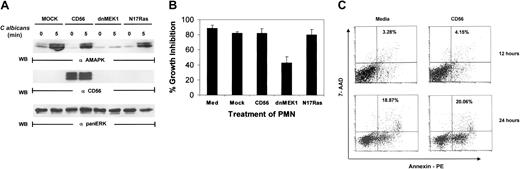 Fig. 3. Vaccinia viral expression of dominant-negative MEK 1 but not Ras blocks. / C albicans–induced ERK activation. (A) PMNs were infected with recombinant vaccinia virus expressing dominant-negative MEK1, dominant-negative Ras (N17Ras), or an irrelevant protein (CD56) for 4 hours at 37°C. The infected PMNs were then incubated withC albicans, and samples were collected at 0 minutes (lanes 1, 3, 5, 7) and 5 minutes (lanes 2, 4, 6, 8). Cell lysates were then immunoblotted with antiactive MAPK (upper panel). The blot was then stripped and reprobed with the marker protein anti-CD56 to demonstrate that the viral infection was successful (middle panel). The blot was also reprobed with anti-panERK for equal loading (lower panel). (B) Aliquots of PMNs from the same experiment as in panel A were tested for growth inhibition of C albicans. Results shown are representative of 3 separate experiments. (C) PMNs either mock infected or CD56 infected at MOI of 1:6 for 12 hours or 24 hours were collected and analyzed for apoptosis by annexin V–PE binding. The percentage of apoptotic cells is indicated.