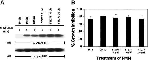 Fig. 4. C albicans –induced ERK activation in PMNs is Ras independent. / (A) Freshly isolated PMNs were treated with medium alone, DMSO, or various doses of the farnesyl-transferase inhibitor, FTI277, for 24 hours prior to the addition of C albicans for 0 to 5 minutes at 37°C. Cell lysates were immunoblotted with antiactive MAPK (upper panel) and then stripped and reprobed with anti-panERK for equal loading (lower panel). (B) The same aliquots of PMNs were also tested for their ability to inhibit C albicans growth. Results shown are representative of 4 separate experiments.
