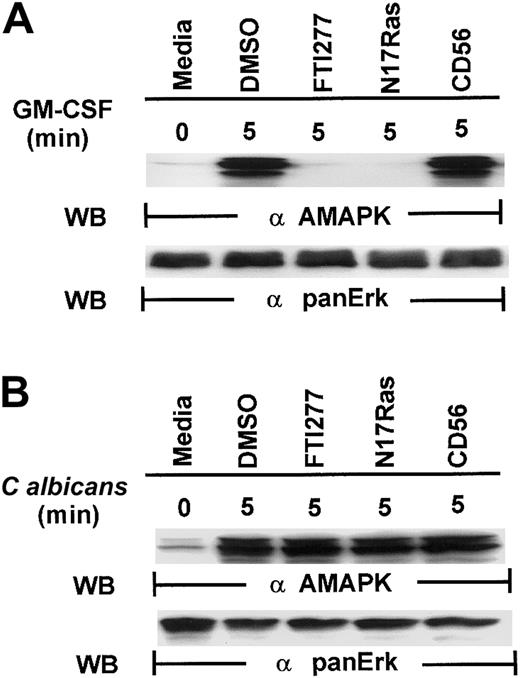 Fig. 5. FTI277 and Ras N17 inhibit GM-CSF– but not. / C albicans–induced MAPK/ERK activation. Freshly isolated PMNs, pretreated with DMSO or with 15 μM FTI277 or infected with N17Ras, were stimulated with GM-CSF (100 U/mL) (A) or C albicans (B) for 0 to 5 minutes at 37°C. Cell lysates were immunoblotted with antiactive MAPK (upper panel) and reprobed with anti-panMAPK/ERK (lower panel) for equal loading. Results shown are representative of 3 separate experiments.