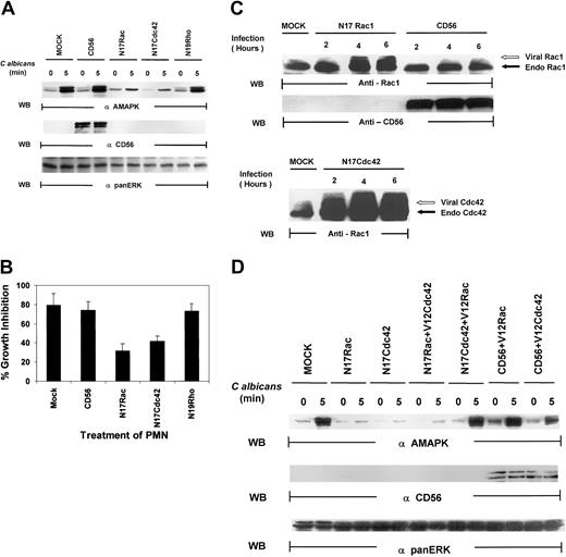 Fig. 6. Both N17Rac and N17Cdc42 block. / C albicans–induced MAPK/ERK activation and PMN activity against C albicans. (A) PMNs were infected with recombinant vaccinia virus expressing dominant-negative Rac (N17Rac), Cdc42 (N17Cdc42), Rho (N19Rho), or an irrelevant protein (CD56) for 4 hours at 37°C. (A) The infected PMNs were treated withC albicans, and samples were collected at 0 minutes (lanes 1, 3, 5, 7, 9) and at 5 minutes (lanes 2, 4, 6, 8, 10). Cell lysates were probed with antiactive MAPK (top panel) and reprobed with the marker protein anti-CD56 to demonstrate successful viral infection (middle panel). The blot was again stripped and reprobed with anti-panMAPK/ERK for equal loading (lower panel). (B) Aliquots from the same PMNs were also tested for their ability to inhibit C albicans growth. Results shown are representative of 3 separate experiments. (C) PMNs were infected with CD56, N17Rac, or N17Cdc42 for 2 to 6 hours at 37°C. The infected PMNs were then collected at each time point, and cell lysates were probed with anti-Rac1 (top panel), CD56 (middle panel), or Cdc42 (bottom panel) as indicated. The myc-tagged virally expressed proteins were differentiated from endogenous Rac1 and Cdc42 by the appearance of a slower migrating band (indicated by open arrow). (D) PMNs were infected with CD56, N17Rac, or N17Cdc42 for 15 minutes at 37°C and then reinfected with either constitutively active V12Rac1 or V12Cdc42 for 4 hours at 37°C. The infected PMNs were then treated with C albicans,and samples were collected at 0 minutes and at 5 minutes, and cell lysates were probed with antiactive MAPK (top panel) or CD56 for expression of the marker protein (middle panel) or anti-panERK for equal loading (bottom panel).