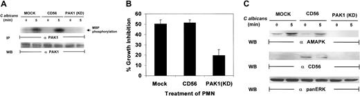 Fig. 7. PAK1 is required for. / C albicans–induced MAPK activation in PMNs. (A) Kinase-deficient PAK1 and CD56-expressing PMNs were stimulated withC albicans for 0 to 5 minutes at 37°C. Whole-cell lysates were immunoprecipated with anti-PAK1 for analysis of PAK1 activity by an in vitro kinase assay with MBP as the phosphorylation substrate. After autoradiography, the same membrane was stripped and reprobed with anti-PAK1 to check for equal loading. (B) PMNs from the same aliquots were also tested for their ability to inhibit C albicansgrowth. (C) PMNs from panel B were also probed with antiactive MAPK, anti-CD56, or anti-panERK.