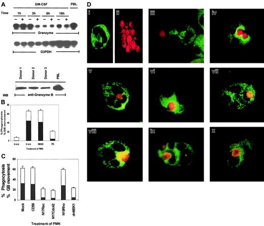 Fig. 8. Rac, Cdc42, MEK1, and ERK control phagocytosis and granule localization as monitored by immunostaining of granzyme B in PMNs. / (A) Constitutive expression of granzyme B mRNA in PMNs. Total RNA (20 μg) was purified from PMNs cultured in 100 U/mL GM-CSF or medium for the indicated times and analyzed by Northern blotting for granzyme B mRNA (top and middle panels). The PMN lysates from 3 blood donors were Western blotted with antigranzyme B antibody to show the protein expression of granzyme B in neutrophils (bottom panel). Cell lysates from peripheral blood lymphocytes (PBLs) were used as a positive control for this experiment. (B) Percentages of inhibition of phagocytosis (■) or granzyme B (▪) mobilization by PD098059. PMNs pretreated with medium, DMSO, or 50 μM PD098059 were stimulated with C albicans for 0 to 5 minutes at 37°C, and the number of PMNs showing ingested C albicans of a total of 100 PMNs were counted and expressed as a percent of total PMNs. The number of PMNs with ingested C albicansthat also contained clearly visible granzyme B surrounding the phagosome were also counted and expressed as percent of the total PMNs. (C) Percentages of inhibition of phagocytosis (■) or granzyme B (▪) mobilization by dominant-negative Rac, Cdc42, Rho, and MEK1. PMNs expressing CD56, N17Rac, N17Cdc42, N17Rho, or MEK1 were also evaluated for phagocytosis and granule movement. (D) Freshly isolated PMNs were preincubated with DMSO or 50 μM PD098059 for 2 hours at 37°C. The cells were then mixed with fixed C albicans for 0 to 5 minutes at 37°C and cytospun onto microscope slides. Control PMNs stained with granzyme B–FITC (i), C albicans stained red with PKH67-GL (ii), PMNs incubated with C albicans at 0 minutes (iii), DMSO-treated (iv), PD098059-treated PMNs (v), PMNs expressing CD56 (vi), dominant-negative MEK1 (vi), N19Rho (viii), N17Rac (ix), or N17Cdc42 (x).