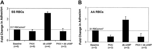 Fig. 3. Cyclic AMP stimulates SS and AA RBC adhesion to laminin in a PKA-dependent manner. / SS RBCs (A) or AA RBCs (B) were treated with 36 nM PKA inhibitor (PKAI), for 1 hour, 180 μM of the stable cAMP analog dibutyryl cAMP (db cAMP) for at least 1 hour, or a combination of both as indicated. Adhesion to laminin was measured in the flow adhesion assay (“Materials and methods”). Baseline adhesion is set at 1, and fold change from baseline is indicated. The absolute number of RBCs adhering under basal conditions is shown above the baseline bar of each graph.