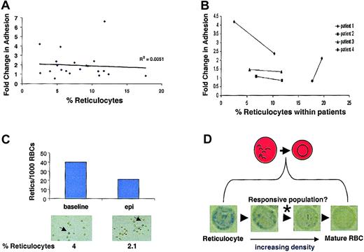 Fig. 6. Reticulocyte counts do not predict epinephrine responsiveness. / SS RBC adhesion was measured in the flow adhesion assay (“Materials and methods”). SS RBCs were treated with 1 × 10−8 M epinephrine for 1 minute or with buffer control. (A) Fold change in adhesion was plotted against percentage of reticulocyte counts (n = 21). (B) Percentage of reticulocyte counts was measured in 4 different SS patients at 2 separate time points. The 2 time points for each patient are connected by a solid line to show the relationship between epinephrine-stimulated adhesion and temporal reticulocyte counts. (C) Adherent SS RBCs were stained immediately following a flow adhesion assay (“Materials and methods”). The percentage of reticulocytes/1000 SS RBCs was counted microscopically for basal and epinephrine-stimulated conditions. Arrows indicate cells classified as reticulocytes. (Reticulocytes in A, C, and D were detected by methylene blue staining. In A and B, basal adhesion is normalized to 1.) (D) Between the most immature reticulocytes and the senescent RBCs exist as a continuum of RBCs at different stages of maturation. Methylene blue staining detects only the reticulocytes containing sufficient remnant RNA to allow visualization. Panels A, B, and C all suggest that these detectable reticulocytes are not responsible for the epinephrine-stimulated adhesion, whereas Figure 3B shows that the responsive population is likely not the senescent, dense RBCs. Therefore, the responsive population likely exists between these extremes, as indicated by the (*).