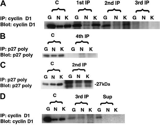 Fig. 5. Immunodepletion studies of cyclin D1 and p27Kip1. / (A) The cell lines Granta 519 (G), NCEB-1 (N), and KMS12 (K) are sequentially immunoprecipitated with anticyclin D1. By the third immunoprecipitation (3rd IP) all 3 cell lines were depleted of cyclin D1. (B) Supernatants were immunoprecipitated with p27Kip1; however, once cyclin D1 was depleted (4th IP), p27Kip1 was not detectable. (C) In the inverse assay, the 3 cell lines were sequentially immunoprecipitated with anti-p27Kip1. p27Kip1 was depleted by the second immunoprecipitation. (The bands observed in the blot are nonspecific bands seen with the polyclonal p27Kip1 antibody.) (D) The remaining supernatants were immunoprecipitated with anticyclin D1 (3rd IP). The recovery of cyclin D1 in the absence of p27Kip1 reveals excess of cyclin D1 relative to p27Kip1. C indicates positive control; IP, immunoprecipitation; Sup, supernatant.