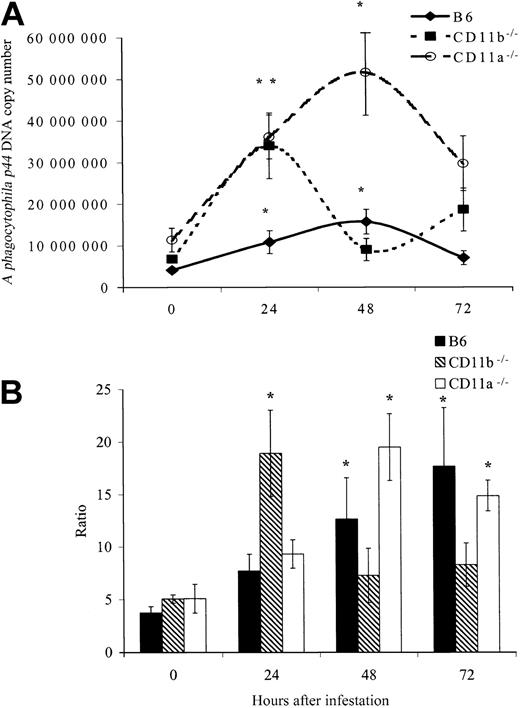 Fig. 1. A phagocytophila p44 DNA copy number amplified from blood. / (A) Amplification of blood was performed using quantitative PCR or (B) presented as a ratio of DNA per granulocyte in β2 integrin knock-out and B6 congenic control mice before and after I scapularis tick infestation. (A) Lines represent averageA phagocytophila p44 DNA copy number per milliliter of blood ± SE (n = 4 to 8 mice per strain per time period). *Significant differences compared with time 0 (P < .05). (B) Ratio of p44 DNA per granulocyte. This ratio was calculated by dividing total A phagocytophila p44 DNA copy number per milliliter of blood by the number of granulocytes per milliliter of blood. Columns represent average ratio ± SE (n = 4 to 8 mice per strain per time period). *Significant differences compared with time 0 (P < .05).