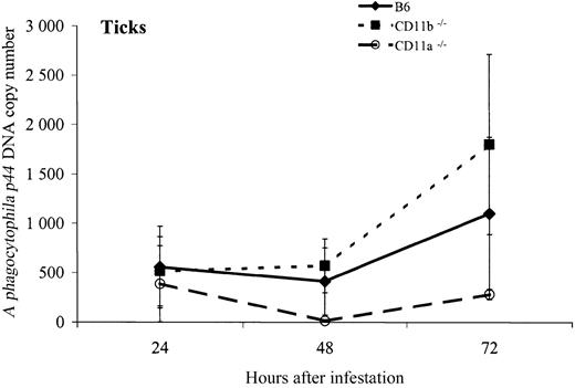 Fig. 4. A phagocytophila p44 DNA copy number amplified from nymphal I scapularis ticks fed on mice and removed after 24, 48, and 72 hours of infestation. / Lines represent average copy number ± SE (n = 3 to 9 ticks per strain per time period). Although there is a trend toward increased DNA copy number at 72 hours after infestation, due to high variability, there are no significant differences noted between strains or within strains over time in the amount of pathogen DNA amplified from ticks.