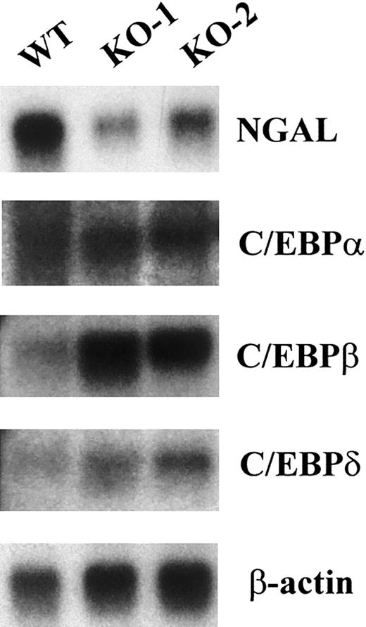 Fig. 1. Bone marrow of C/EBPε-deficient mice expresses mRNAs encoding C/EBPα, C/EBPβ, and C/EBPδ but lacks mRNA expression of neutrophil secondary granule proteins. / Northern blot of total RNA (5 μg) from one wild-type (WT) and 2 C/EBPε-null (KO-1 and KO-2) mice. The blot was hybridized sequentially with probes for NGAL, C/EBPα, C/EBPβ, C/EBPδ, and β-actin.