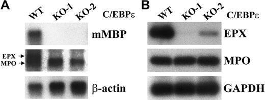 Fig. 2. Bone marrow of C/EBPε-deficient mice lacks mRNA expression for the eosinophil granule proteins MBP and EPX. / (A) Northern blot analysis of total RNA (5 μg) from one wild-type (WT) and 2 C/EBPε-null (KO-1 and KO-2) mice. The blot was hybridized sequentially with probes MBP, EPX, and β-actin. (B) RT-PCR analysis of MPO and EPX gene expression in the total bone marrow RNA from one wild-type and 2 C/EBPε-null mice. PCR of cDNAs was performed with primers specific for either MPO or EPX (35 cycles). Products were electrophoresed on a 2% agarose gel, Southern blotted, and hybridized with radiolabeled, gene-specific oligonucleotides (Table 1).