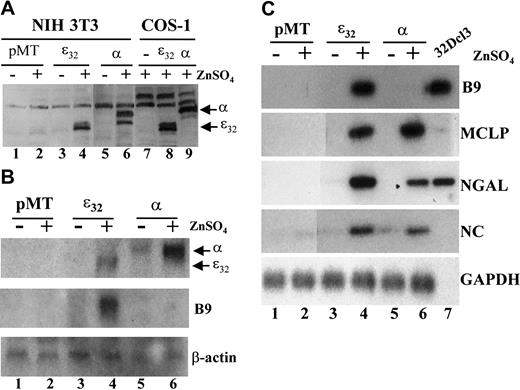 Fig. 3. Induction of neutrophil secondary granule protein mRNAs in stably transformed NIH 3T3 cell lines expressing inducible human C/EBPε32 and rat C/EBPα. / (A) Western blot analysis of NIH 3T3 cell lines stably transformed with either empty (pMT), C/EBPε32, or C/EBPα containing zinc-inducible expression vector. Expression of C/EBPε32and C/EBPα was determined for cells incubated in the absence (−) or presence (+) of 0.1 mM ZnSO4 for 24 hours (lanes 1-6). COS-1 cells transfected with the same expression vectors and incubated with 0.1 mM ZnSO4 for 24 hours were included as negative and positive controls (lanes 7-9). (B) Northern blot analysis of total RNA prepared from the stable NIH 3T3 cell lines incubated in the absence (−) or presence (+) of 0.1 mM ZnSO4 for 48 hours. The blot was hybridized sequentially with probes for C/EBPε and C/EBPα, Β9, and β-actin. (C) Stable NIH 3T3 cell lines were incubated in the absence (−) or presence (+) of 0.1 mM ZnSO4 for 48 hours. Total RNA was harvested and subjected to RT-PCR analysis for the secondary granule genes B9 (33 cycles), MCLP (35 cycles), NGAL (33 cycles), NC (33 cycles), and the control gene GAPDH (25 cycles). Total RNA from undifferentiated 32Dcl3 cells was included as a positive control, but GAPDH expression was not determined (lane 7).