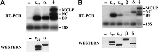Fig. 4. Differential induction of neutrophil secondary granule genes mediated by C/EBP family members. / (A) NIH 3T3 cells were transiently transfected with 3.0 μg empty expression vector (−), human C/EBPε32, or human C/EBPα. RT-PCR analysis for the genes MCLP, NC, or B9 was performed. A cDNA prepared from 32Dcl3 cells served as a positive control (+). Products were analyzed on 2% agarose gels, Southern blotted, and hybridized with radiolabeled, gene-specific probes (Table 1). The lower panel represents a Western blot of the protein extracted from the organic phase of the TRIzol lysate prepared from the transfected cells. (B) NIH 3T3 cells were transfected with expression vectors for human C/EBPε32, C/EBPε30, C/EBPβ, and C/EBPδ and were analyzed for expression as described above. The lower panel represents a Western blot simultaneously probed for each family member of the protein extracted from the organic phase of the TRIzol lysate prepared from the transfected cells.