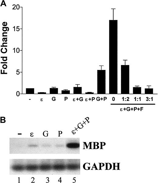 Fig. 5. Cooperative transcriptional activation of MBP gene expression in NIH 3T3 cells by C/EBPε32, GATA-1, and PU.1. / (A) NIH 3T3 cells were seeded in 6-well plates at approximately 70% confluence and were transfected with the combinations of expression vectors indicated below the graph. The total amount of expression vector was kept equal in each transfection with the addition of empty vector. The combinations of expression vectors and the ratio of FOG expression vector to GATA-1 expression vector are indicated on the x-axis. At 24 hours after transfection, the cells were lysed in TRIzol reagent, total RNA was isolated and treated with DNaseI, and cDNA was synthesized. Quantitative RT-PCR using SYBR Green was performed in triplicate for each sample. The levels of MBP expression were normalized to 18S. Results are presented as fold changes (± SD) compared with cells transfected with empty vector. (B) Southern blot analysis of the amplification products from single (−, ε, G, and P) or 3 expression vector (ε+G+P)–transfected NIH 3T3 cells. PCR was performed for MBP (33 cycles) and GAPDH (25 cycles). − indicates empty; (ε), C/EBPε; (P), PU.1; (G), GATA-1; (F), FOG.
