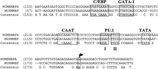 Fig. 6. Conservation of the C/EBP, GATA-1, and PU.1 binding sites in the human and murine MBP-P2 promoter regions. / Genomic DNA sequences for the human and murine MBP promoter regions (GenBank accession numbers M34462 and L46768, respectively) were aligned using the Align X feature of the Vector NTI 6.0 software program (Informax, Bethesda, MD). Nucleotide numbers are indicated in parentheses. Previously characterized binding sites for C/EBP and GATA-1 are shaded.3041 The putative TATA box and transcription start site (arrow) are indicated. Conserved core consensus sequences 1 and 2 for PU.1 (GGAA) are shaded. Gaps in the alignment are denoted by −. Conserved nucleotides are indicated by the consensus sequence.