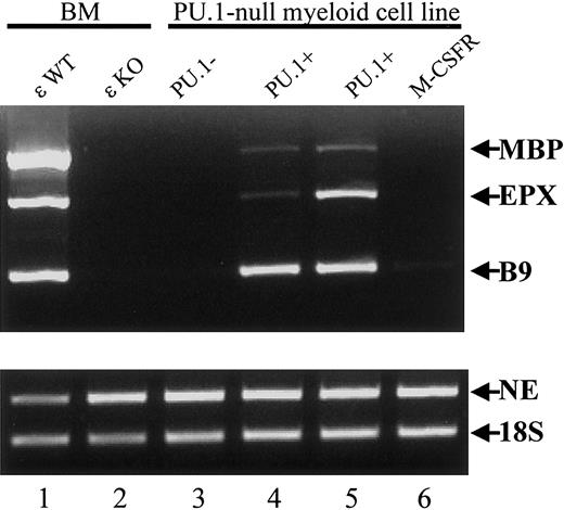 Fig. 10. Lack of eosinophil granule gene expression in a PU.1-null myeloid cell line derived from the embryonic liver of the PU.1−/− mouse. / The cDNAs were prepared from total RNA from the bone marrow of wild-type and C/EBP−/− mice, a PU.1-null cell line, 2 PU.1-null cell lines with restored PU.1 expression, and one with restored M-CSFR expression. Primers specific for the primary granule gene NE, the secondary granule gene B9, and the eosinophil granule genes MBP and EPX were used (35 cycles for all). Products were analyzed by electrophoresis through a 2% agarose gel and ethidium bromide staining. The 18S rRNA was amplified (15 cycles) as a control for the balance and integrity of the cDNAs.