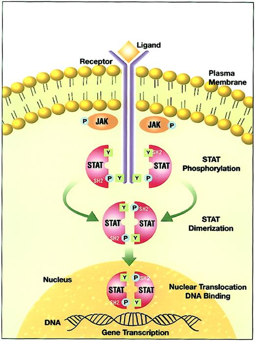 Fig. 1. JAK-STAT signal transduction pathway. / Ligand-induced receptor oligomerization activates JAKs that subsequently phosphorylate tyrosine residues on the cytoplasmic portion of the receptor. The quiescent STAT monomers are then recruited to the activated receptor complex via the interaction of the SH2 domains with phosphotyrosine docking sites. STATs are phosphorylated by the JAKs on a conserved tyrosine residue in the c-terminal domain to form STAT homodimers or heterodimers. STATs dissociate from the receptor after the dimerization and translocate into the nucleus. In the nucleus, STATs bind to specific response elements and induce gene transcription.