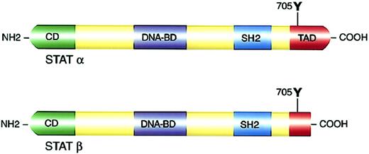 Fig. 2. Structure and functional domains of STAT molecules. / (Top panel) Full-length STATα. (Bottom panel) c-Terminal transactivation domain truncation resulting in STATβ isoforms. NH2 indicates amino terminal; COOH, carboxyl terminal; CD, cooperative domain; DNA-BD, DNA binding domain; and TAD, transactivation domain.