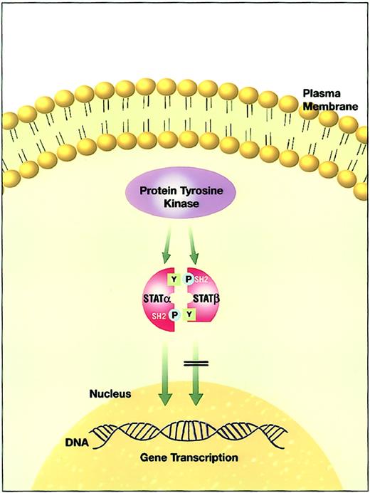 Fig. 3. The effect of aberrant truncated STATβ isoform versus normal full-length STATα activity.