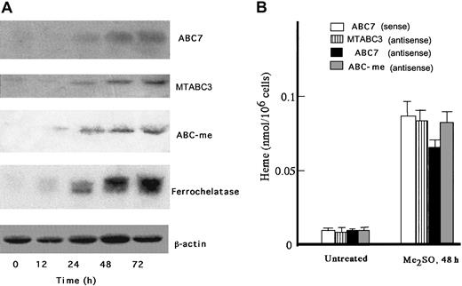 Fig. 1. Expression of ABC7, MTABC3, and ABC-me during the differentiation of MEL cells. / (A) Northern blots. MEL cells were cultured for the period indicated in the presence of 2% Me2SO. Total RNA was collected, separated by electrophoresis, transferred onto a membrane, and hybridized with radiolabeled probes specific for ABC7, MTABC3, ABC-me, ferrochelatase, and β-actin. (B) Effect of antisense phosphorothioate oligonucleotides to mouse ABC7, MTABC3, and ABC-me mRNAs on induction of heme biosynthesis in MEL cells. Cells treated with or without 2% Me2SO were incubated for 30 hours. They were then transfected with sense oligonucleotide (10 μM) to ABC7 mRNA or antisense oligonucleotide (10 μM) to ABC7, MTABC3, or ABC-me mRNA. The cells were further incubated with 2% Me2SO for 18 hours, after which they were collected and the amount of heme was estimated by fluorescence spectrophotometry. Bars represent SD (n = 4).